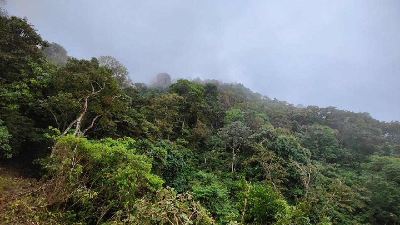 Minca Sintropia - Sustainable Lodge & Organic Coffee Finca Eksteriør bilde