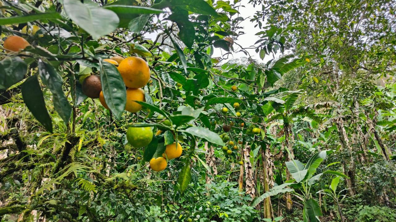Minca Sintropia - Sustainable Lodge & Organic Coffee Finca Eksteriør bilde