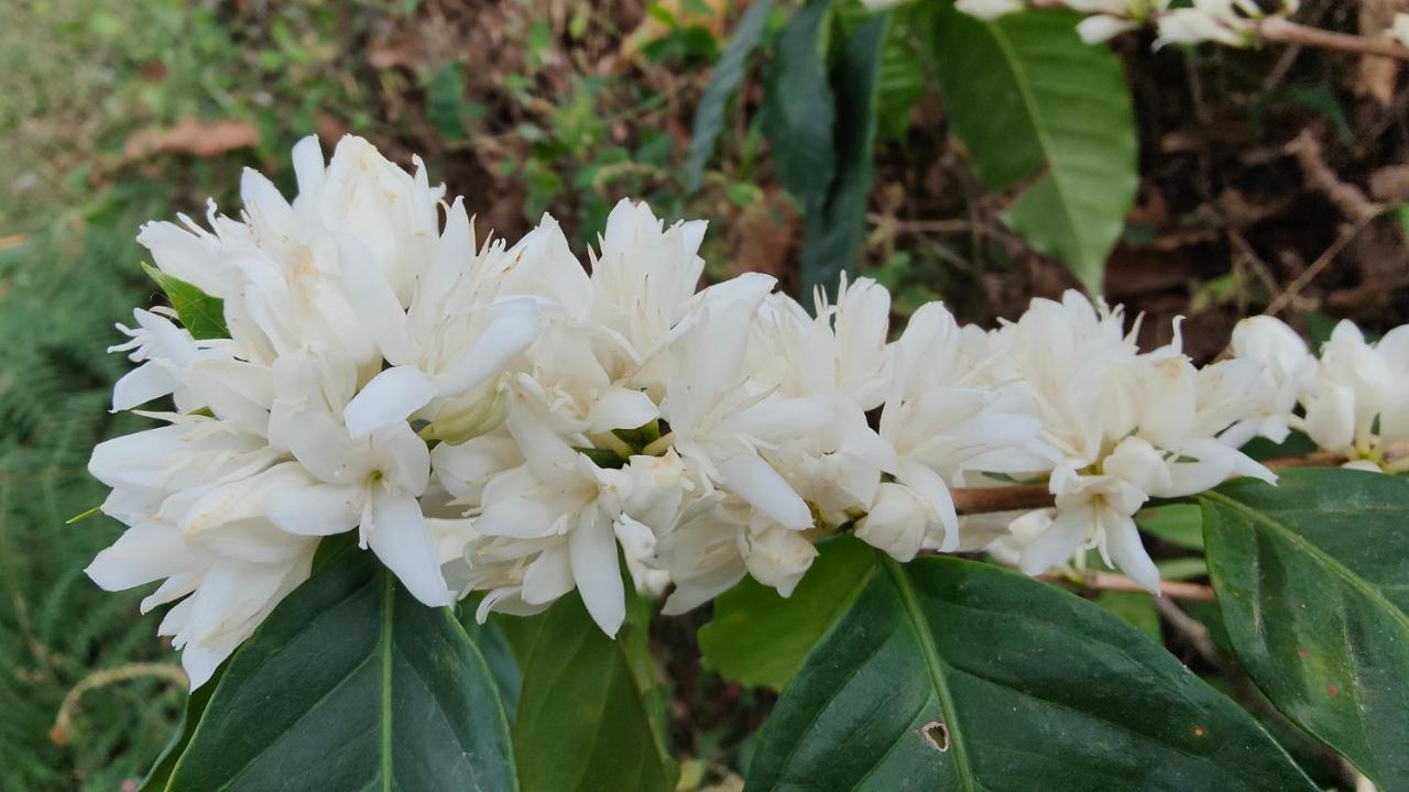 Minca Sintropia - Sustainable Lodge & Organic Coffee Finca Eksteriør bilde
