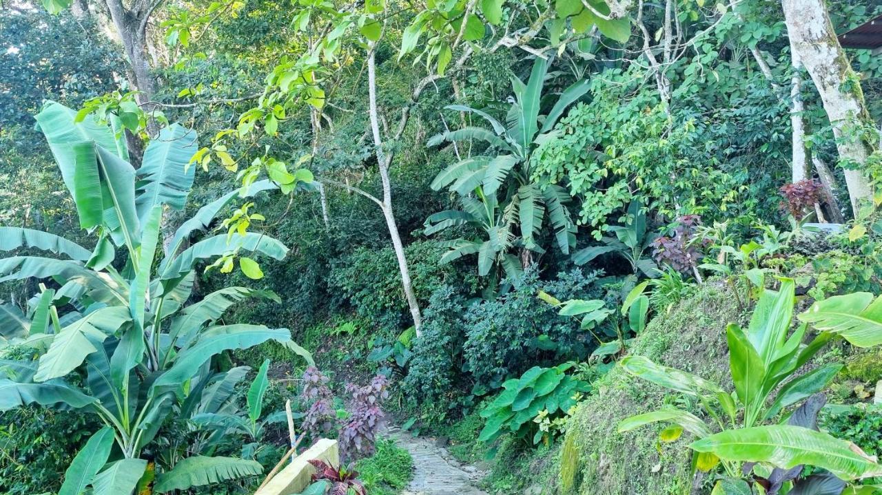 Minca Sintropia - Sustainable Lodge & Organic Coffee Finca Eksteriør bilde